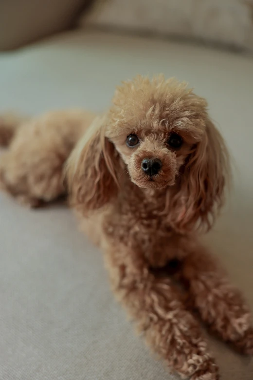 Fendi Coco